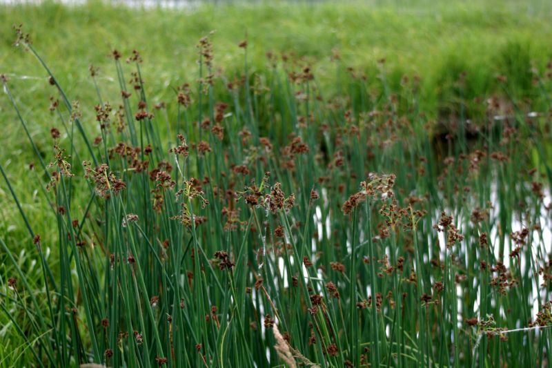 070404 Hope Hatcher Montana Creek (10081)